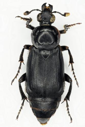 Réf. 195 186 : Nicrophorus humator